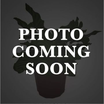 Gerten Grown Succulent Garden