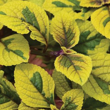 Plectranthus, Swedish Ivy Fancifillers™ Guacamole