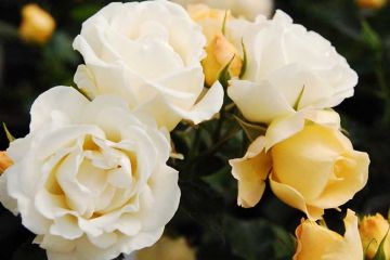 Rosa, Shrub Rose 'Popcorn Drift®'