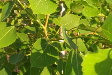 Populus, Quaking Aspen 'Summer Shimmer®' (Large Sizes)
