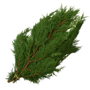 Cedar 'Port Orford Cedar'