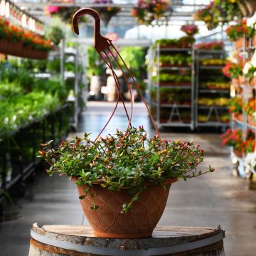 Portulaca, Pazazz™ Mega Mix Hanging Basket