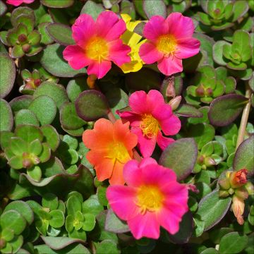 Portulaca, Pazazz™ 'Mega Mix'