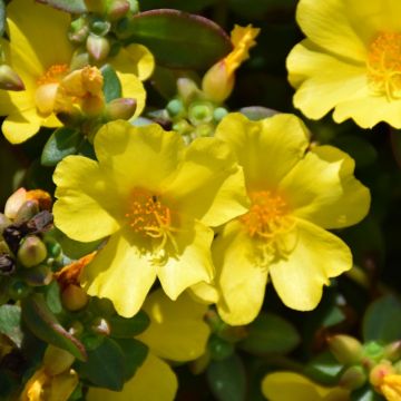 Portulaca, Pazazz™ 'Nano Yellow'