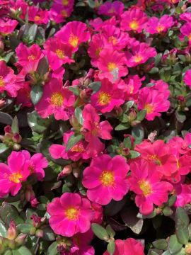 Portulaca, Pazazz™ 'Nano Fuchsia'