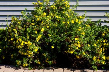 Potentilla, Shrubby Cinquefoil 'Dakota Sunspot®'