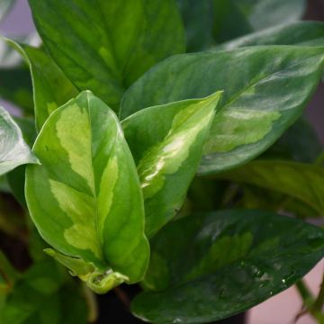 Epipremnum Aureum, Pothos 'Global Green'