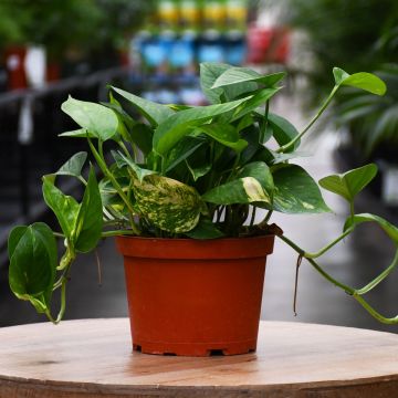 Epipremnum Aureum, Pothos 'Golden'