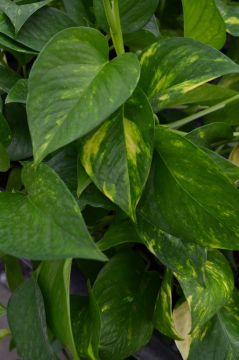 Epipremnum Aureum, Pothos 'Golden'