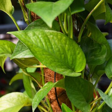 Epipremnum Aureum, Pothos 'Jade'