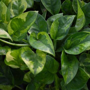 Epipremnum Aureum, Pothos 'Lemon Meringue'