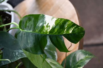 Epipremnum Pinnatum, Dragon-Tail 'Albo Variegata'