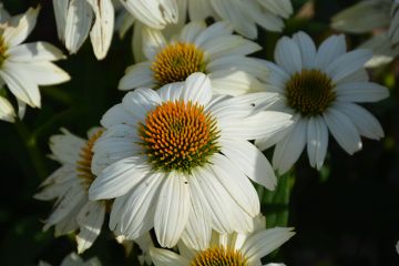 Echinacea, Purple Coneflower 'PowWow White'