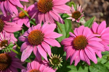 Echinacea, Purple Coneflower 'PowWow Wild Berry'