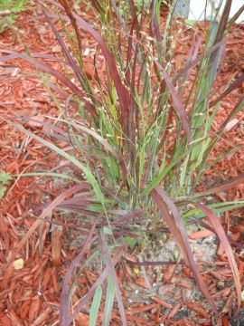 Panicum, Switchgrass 'Prairie Fire'