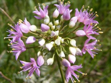 Allium, Prairie Onion 'Minnesota Native'