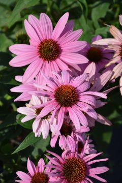 Echinacea, Purple Coneflower 'Prairie Splendor™'