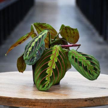 Maranta Leuconeura, Prayer Plant 'Red'
