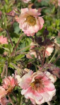 Geum, Pretticoats™ 'Peach'