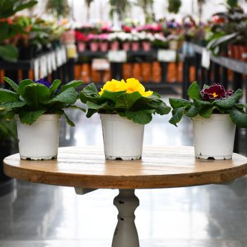 Primula, Assorted Colors