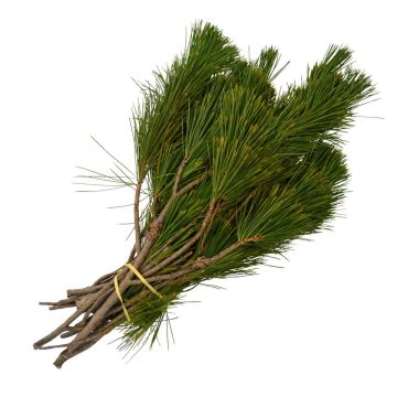 Pine 'Princess Pine'