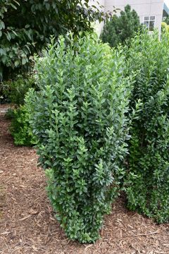 Ligustrum, Privet 'First Editions® Straight Talk®'