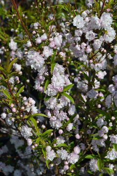 Prunus, Flowering Almond 'Pink'