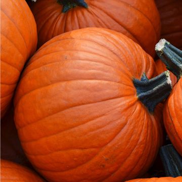 Cucurbita, Pumpkin