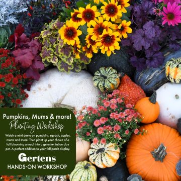 Pumpkins Mums & More | Saturday, October 11th