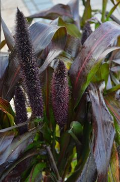 Pennisetum, Millet 'Purple Baron'