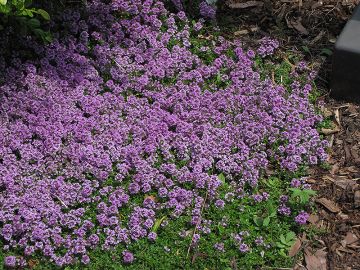 Thyme, Creeping Mother of 'Purple Carpet'