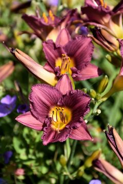 Hemerocallis, Purple Daylily 'Purple d’ Oro'