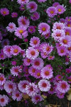 Aster, New England 'Purple Dome'