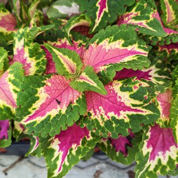 Coleus, Wizard® 'Rose'