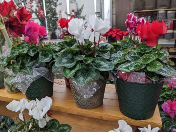 Cyclamen in Christmas Premuim Pot