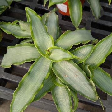 Murdannia Loriformis 'Bright Star'