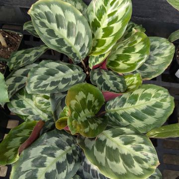 Calathea Dressleri 'Helen Kennedy'