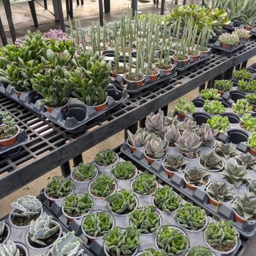 Gerten Grown Succulent Garden