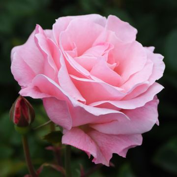 Rosa, Tea Rose 'Queen Elizabeth'