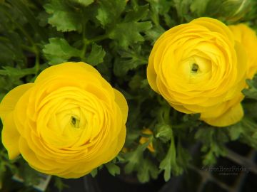 Ranunculus, Sprinkles® 'Yellow'
