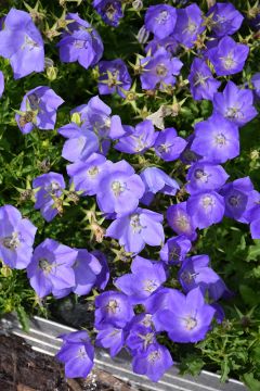 Campanula, Tussock Bellflower 'Rapido Blue'
