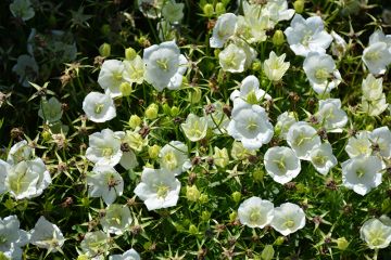 Campanula, Tussock Bellflower, 'Rapido White'