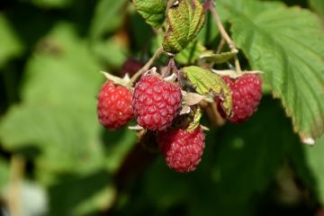 Rubus, Summer Raspberry 'Encore'