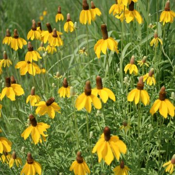 Ratibida, Long-headed Coneflower, 6 pack