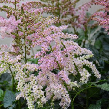 Astilbe, False Spirea 'Razzle Dazzle®'