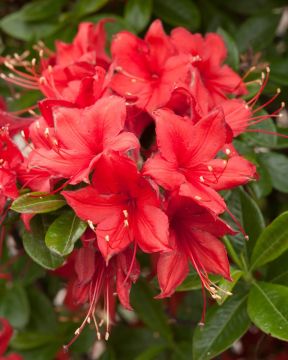 Rhododendron, Azalea 'First Editions® Electric Lights™'
