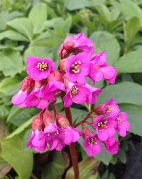 Bergenia, Pigsqueak 'Red Bloom'