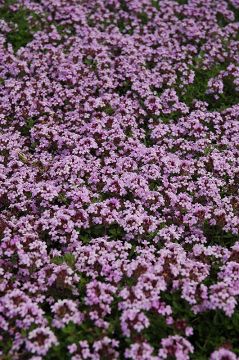 Thyme, Creeping Mother of 'Red'