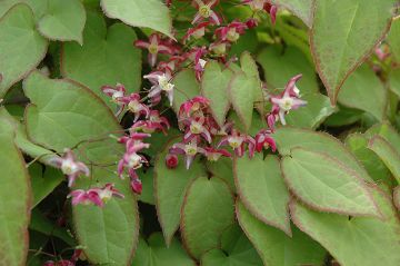 Epimedium, Red Barrenwort