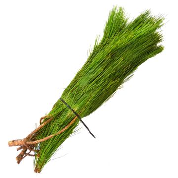 Pine 'Red Pine'